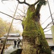 根古屋神社の大ケヤキ