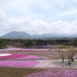 富士の芝桜にご招待！！