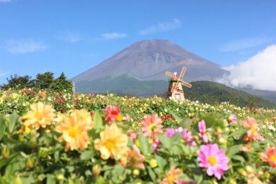 “天空のダリア祭り2016”　富士山麓のお花畑を見に行きましょう！