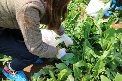 ザ ファームでは、年間を通じて何かの野菜を収穫できるようにしており、収穫体験では季節の野菜を収穫できます。採った野菜を生でかじってみたり、うまく抜けなかったり…。ちょっと変わった形の野菜にも愛着がわきます